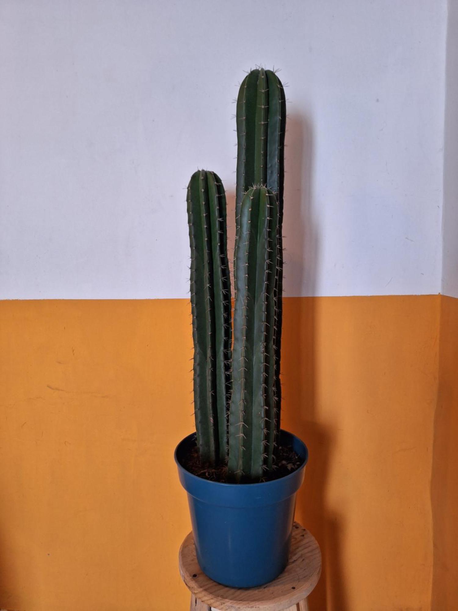 Casa Mua 호텔 San Cristóbal de Las Casas 객실 사진